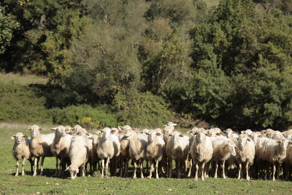 Farm stay San Giusto *